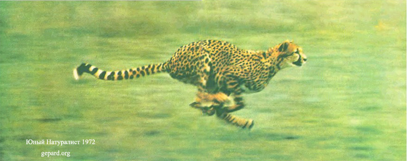 Бегущий гепард, Юный Натуралист 1972