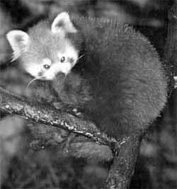 �����, ��� �������, �����