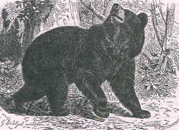 �������, ��� ������ ������� (Ursus amencanus)