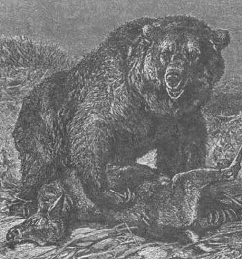 ������ (Ursus arctos)